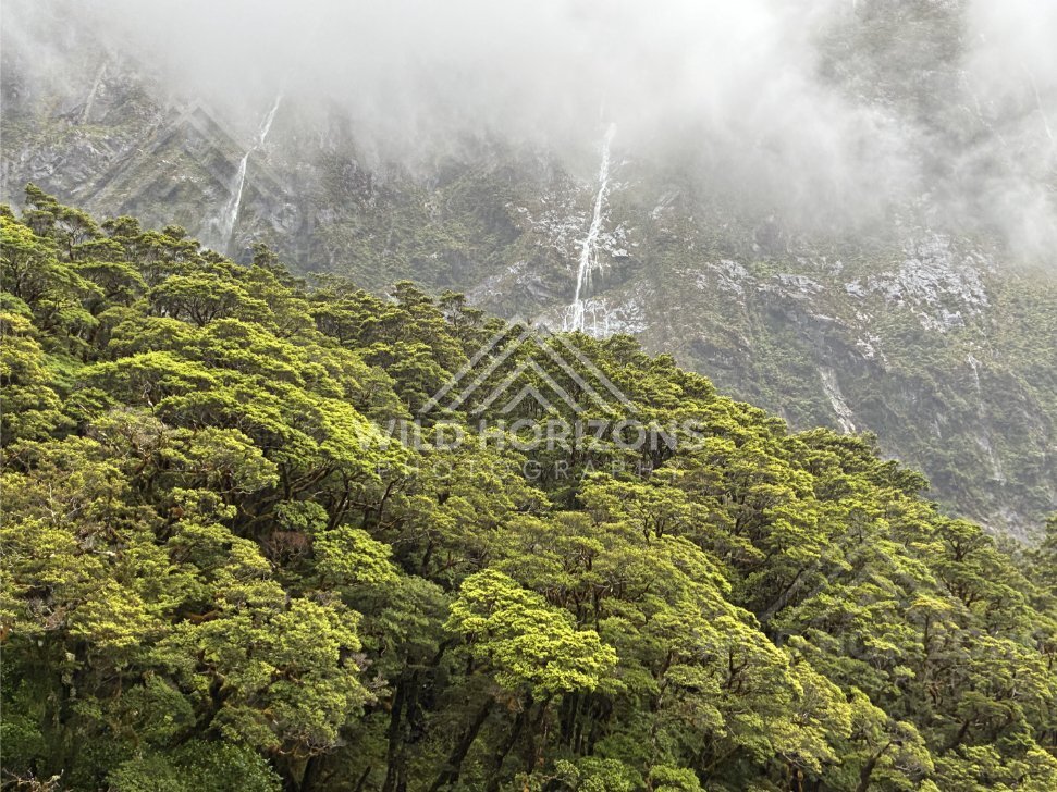 Misty waterfalls above beech forest on Milford Road, New Zealand