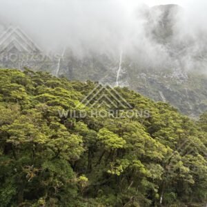 Cloud-draped Fiordland cliffs over native canopy on Milford Road, New Zealand