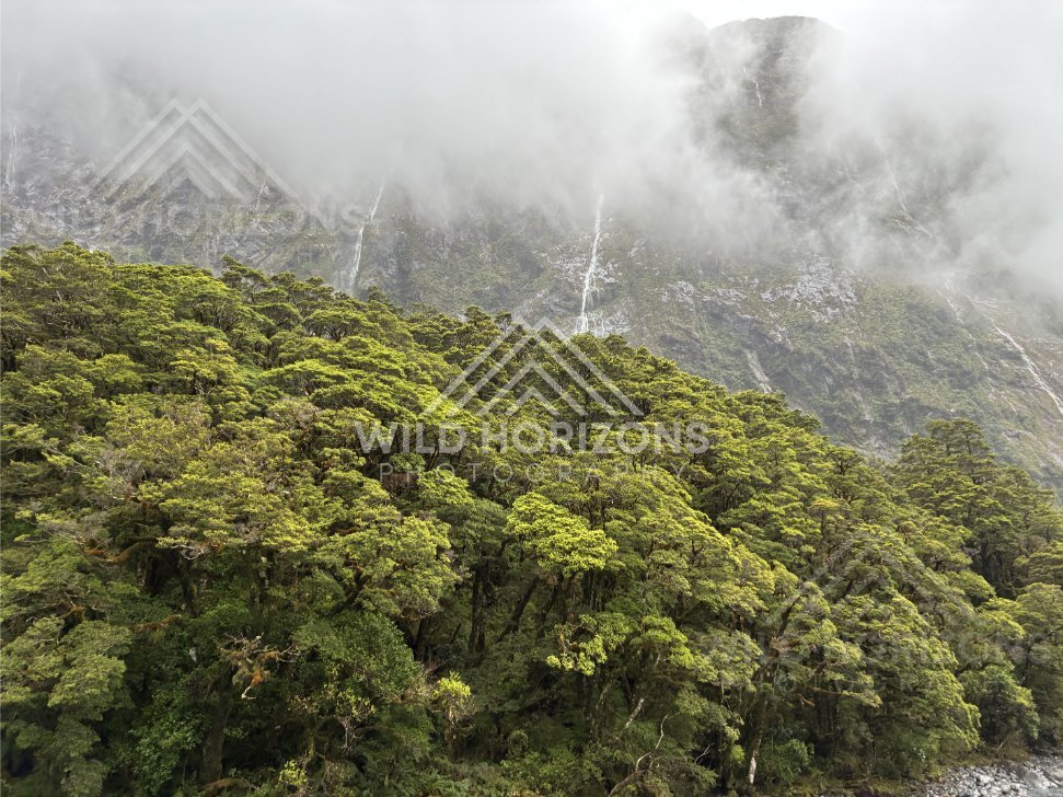 Cloud-draped Fiordland cliffs over native canopy on Milford Road, New Zealand