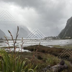Flax and tidal flats under storm clouds at Milford Sound, New Zealand