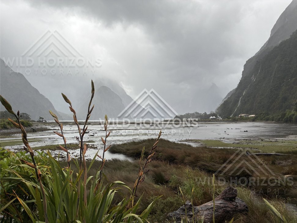 Flax and tidal flats under storm clouds at Milford Sound, New Zealand