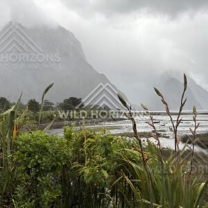 Rainy fjord shoreline and mudflats at Milford Sound, New Zealand