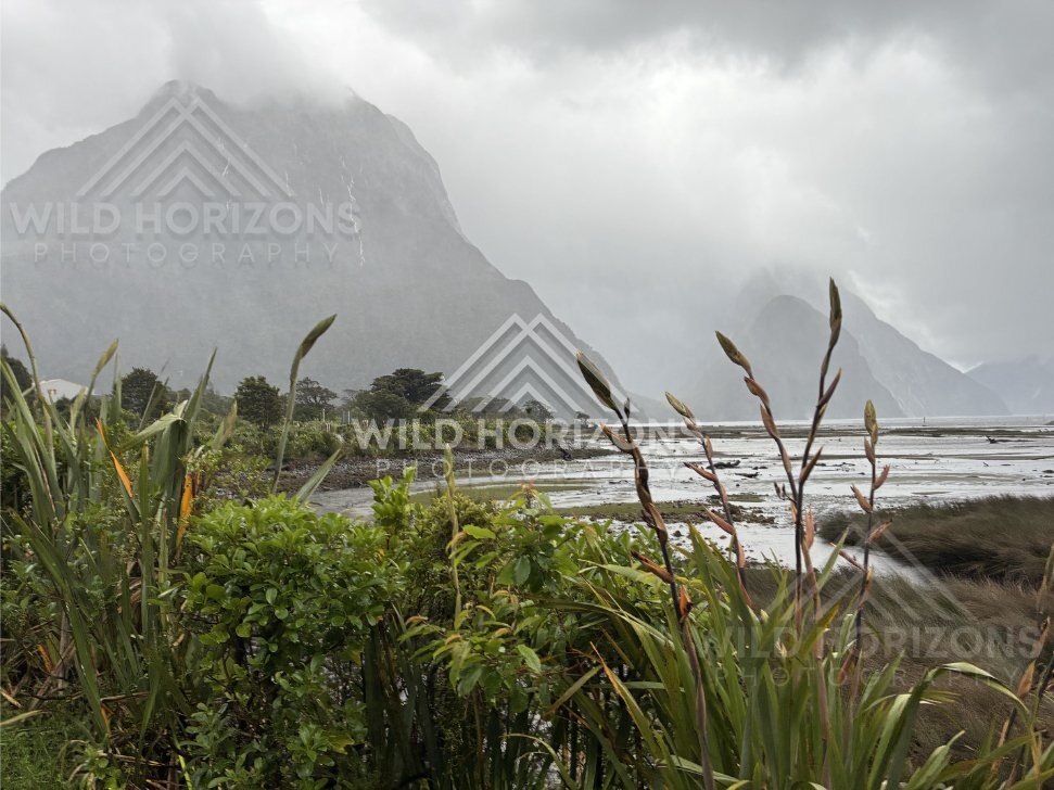 Rainy fjord shoreline and mudflats at Milford Sound, New Zealand