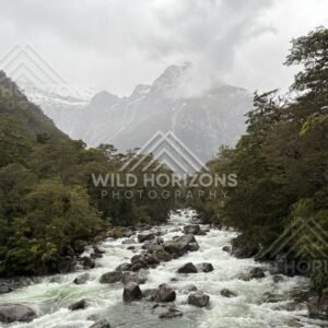 Raging Fiordland river framed by forest and cloud, Milford Road, New Zealand
