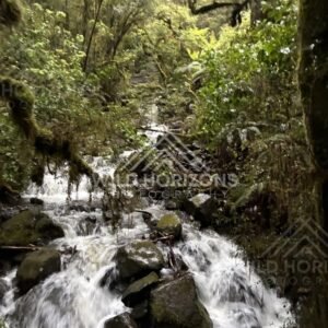 Lush rainforest stream with small cascades, Milford Road, New Zealand