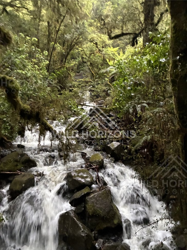 Lush rainforest stream with small cascades, Milford Road, New Zealand