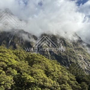 Sunlit hills and dark forest contrast, Milford Road, New Zealand
