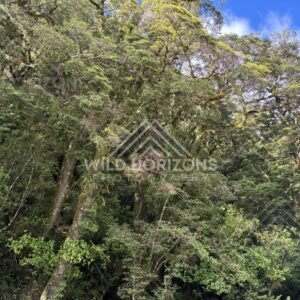Brooding cloud over a quiet Fiordland valley, Milford Road, New Zealand
