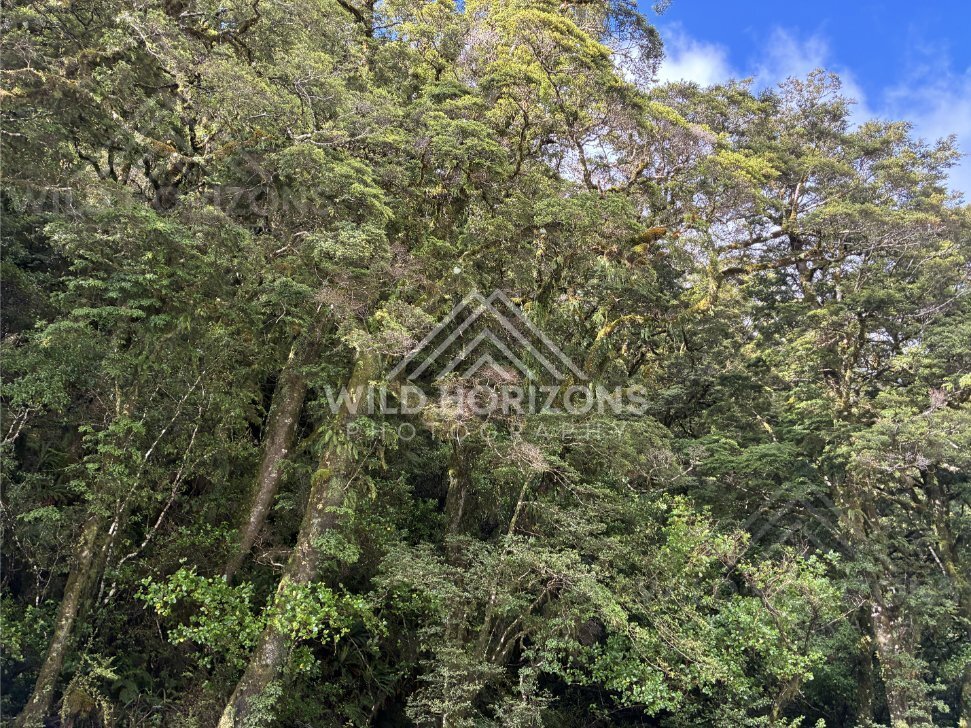 Brooding cloud over a quiet Fiordland valley, Milford Road, New Zealand