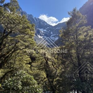 Forest-Framed Alpine Basin with Snow Patches, Milford Road, Fiordland National Park, New Zealand