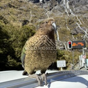 Kea on Car Roof by the Homer Tunnel Signals, Milford Road, Fiordland National Park, New Zealand