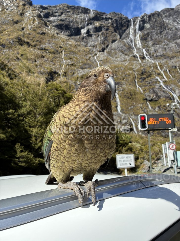 Kea on Car Roof by the Homer Tunnel Signals, Milford Road, Fiordland National Park, New Zealand