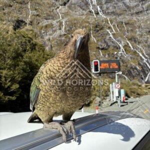 Watchful Kea at the Milford Road Traffic Lights, Milford Road, Fiordland National Park, New Zealand