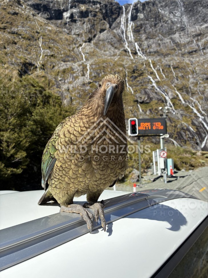 Watchful Kea at the Milford Road Traffic Lights, Milford Road, Fiordland National Park, New Zealand