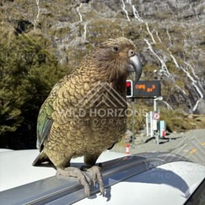 Profile of a Kea with Waterfalls on the Cliff Face, Milford Road, Fiordland National Park, New Zealand