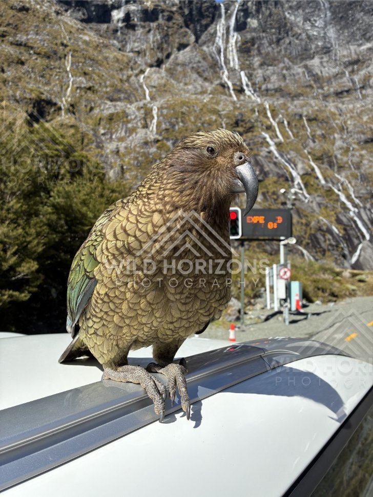 Profile of a Kea with Waterfalls on the Cliff Face, Milford Road, Fiordland National Park, New Zealand