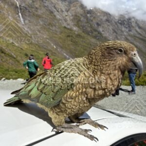 Kea Close-Up with Mountain Backdrop and Visitors, Milford Road, Fiordland National Park, New Zealand