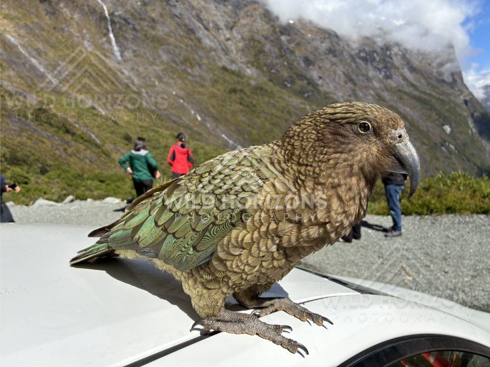 Kea Close-Up with Mountain Backdrop and Visitors, Milford Road, Fiordland National Park, New Zealand