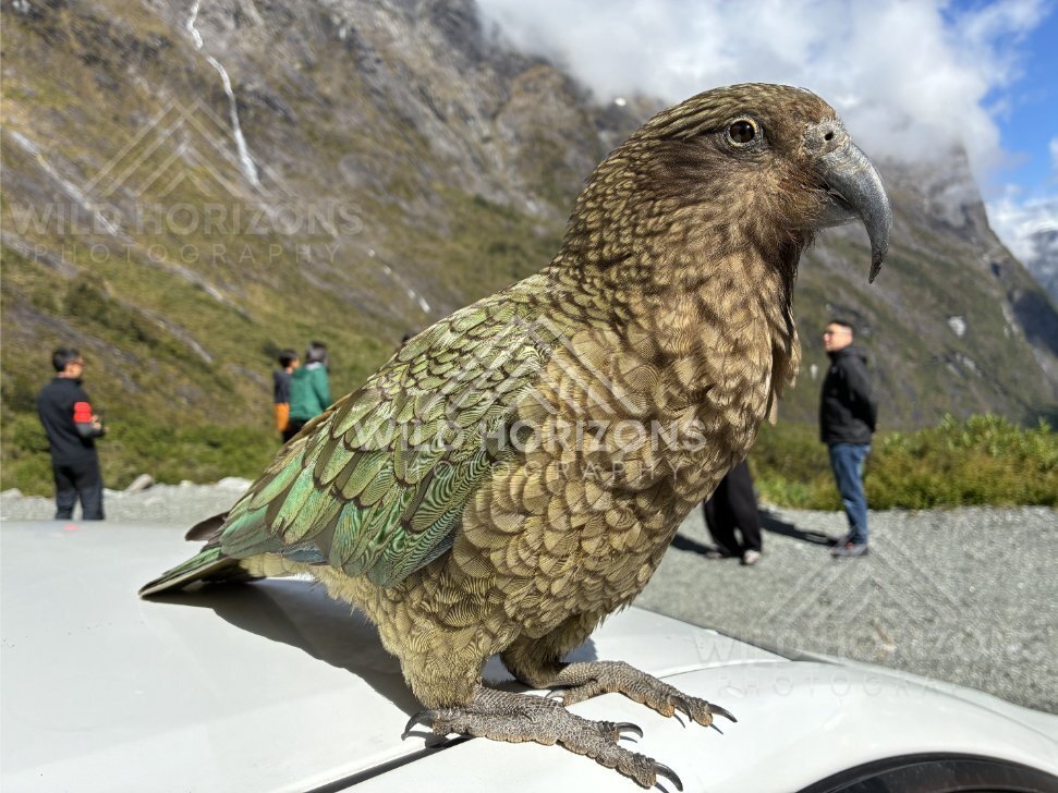 Alert Kea Portrait in Fiordland Alpine Light, Milford Road, Fiordland National Park, New Zealand