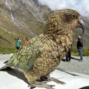 Side Profile of a Kea at a Milford Road Scenic Stop, Milford Road, Fiordland National Park, New Zealand