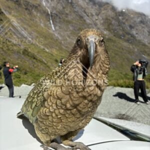 Curious Kea Close-Up on Car Bonnet, Milford Road, New Zealand