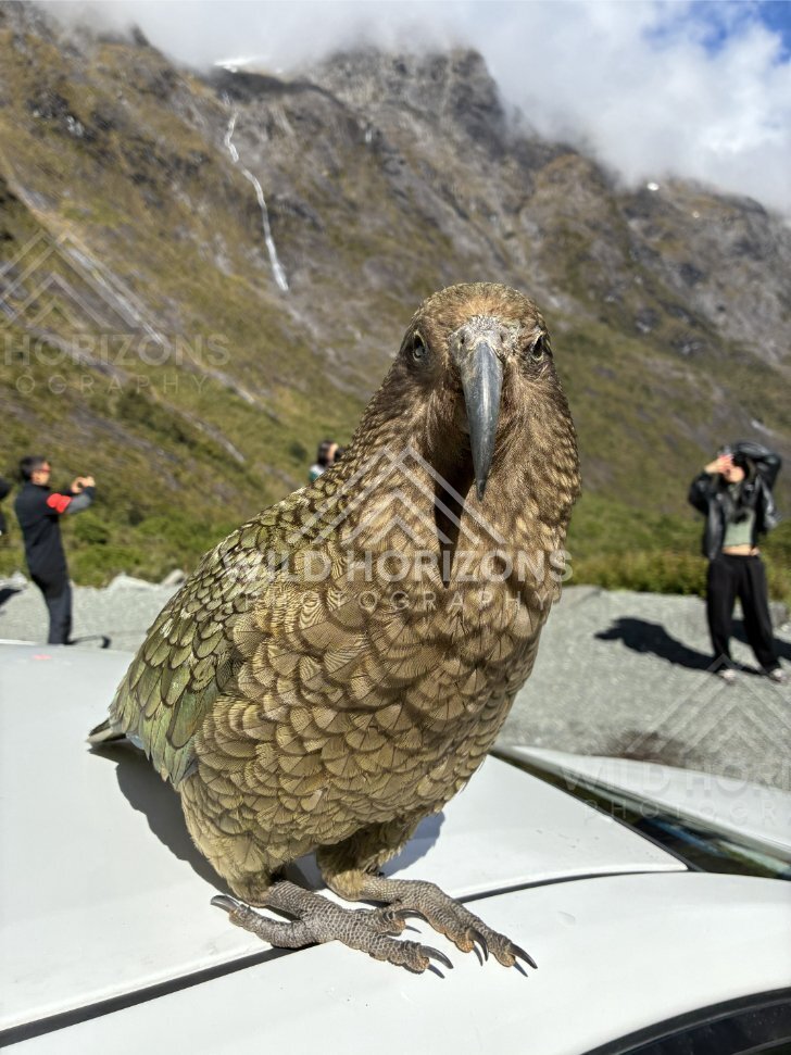 Curious Kea Close-Up on Car Bonnet, Milford Road, New Zealand