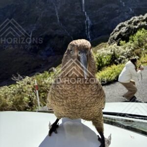 Kea Standing on Car Hood with Waterfall Cliffs, Milford Road, New Zealand