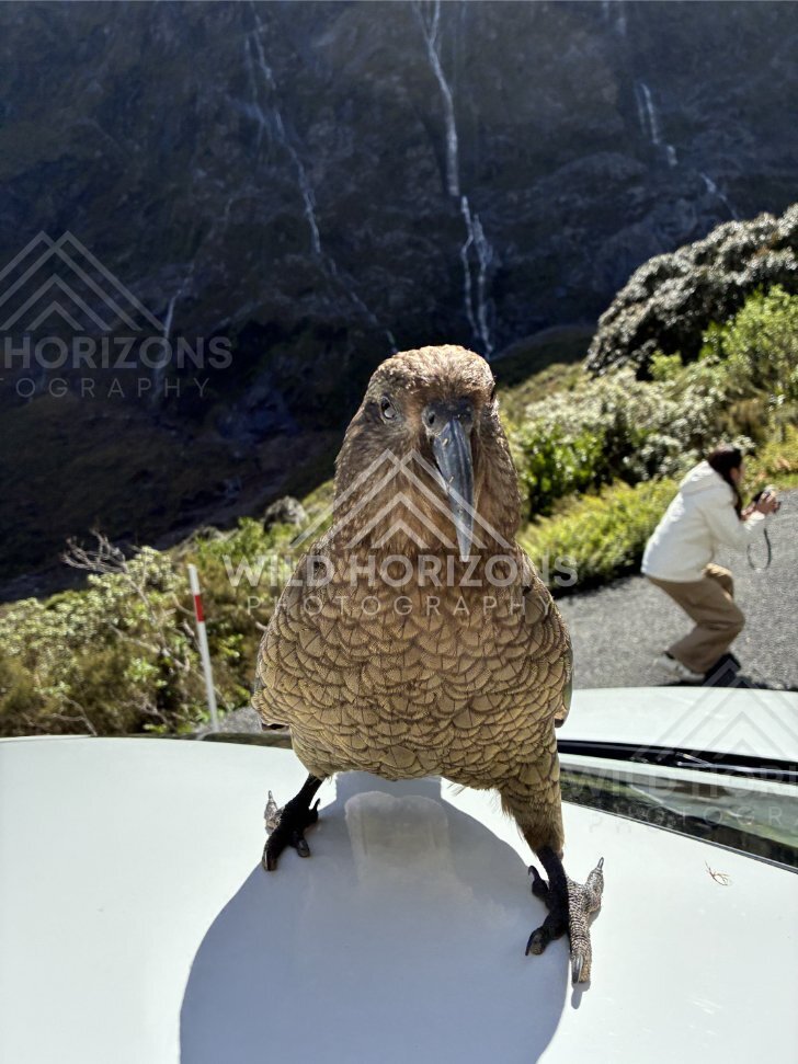 Kea Standing on Car Hood with Waterfall Cliffs, Milford Road, New Zealand