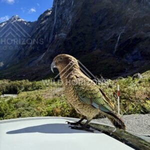 Kea Profile Against Fiordland Rock Walls, Milford Road, New Zealand