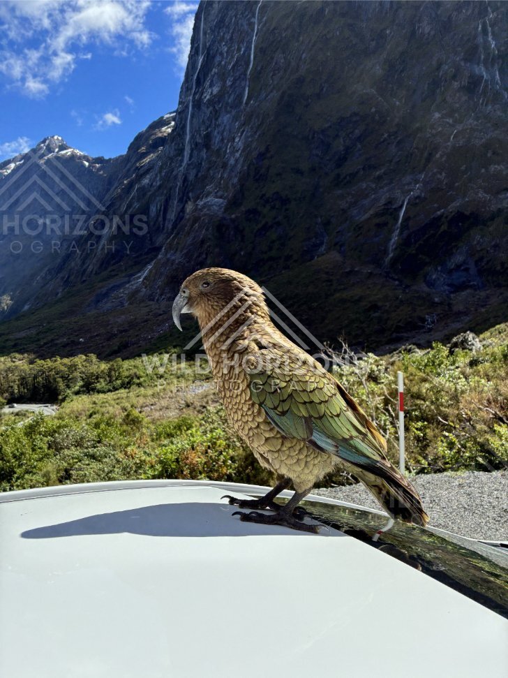 Kea Profile Against Fiordland Rock Walls, Milford Road, New Zealand