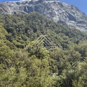 Granite Peak Rising Above Fiordland Rainforest, Milford Road, New Zealand