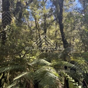 Tree Ferns and Sunbeams in Temperate Rainforest, Milford Road, New Zealand