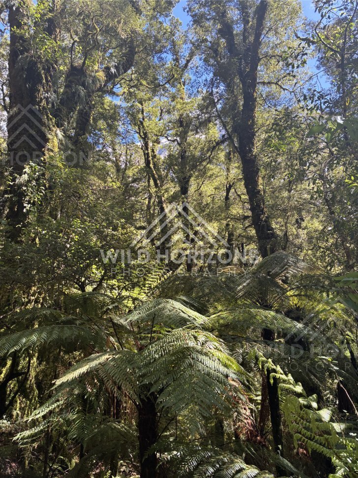 Tree Ferns and Sunbeams in Temperate Rainforest, Milford Road, New Zealand