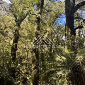 Moss-Draped Trees on a Forest Track, Milford Road, New Zealand