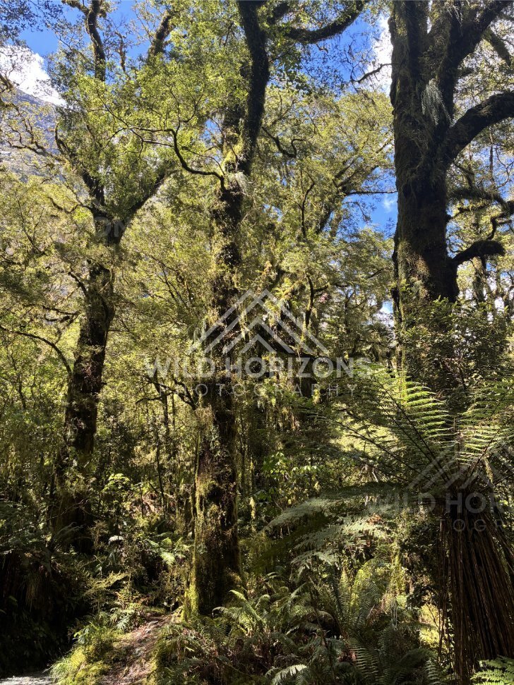 Moss-Draped Trees on a Forest Track, Milford Road, New Zealand