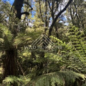 Dense Fern Understory Beneath Ancient Beech Trees, Milford Road, New Zealand
