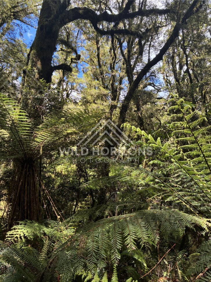 Dense Fern Understory Beneath Ancient Beech Trees, Milford Road, New Zealand