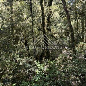 Lush Mossy Understory in Fiordland Forest, Milford Road, New Zealand