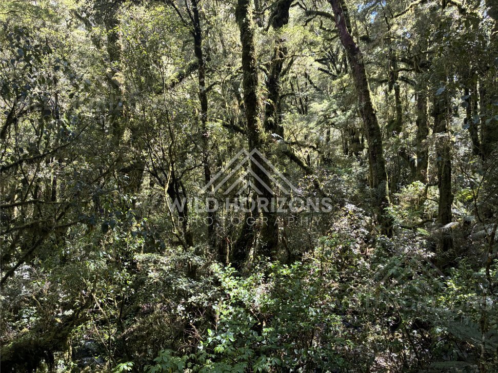 Lush Mossy Understory in Fiordland Forest, Milford Road, New Zealand