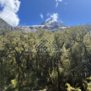 Mossy Forest Canopy Below Snow-Dusted Ridge, Milford Road, New Zealand