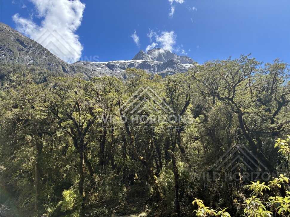 Mossy Forest Canopy Below Snow-Dusted Ridge, Milford Road, New Zealand