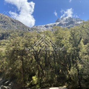 Mountain Peak Above Beech Forest, Milford Road, New Zealand