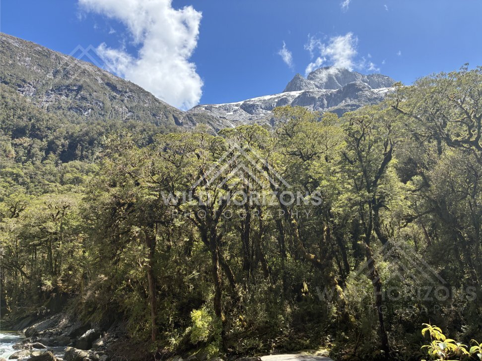Mountain Peak Above Beech Forest, Milford Road, New Zealand