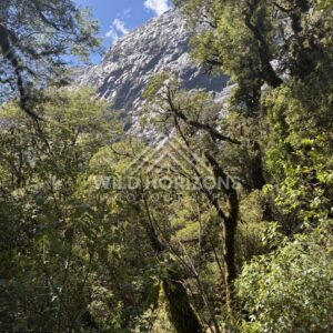 Beech Forest Track Below Snowy Ridge, Milford Road, New Zealand