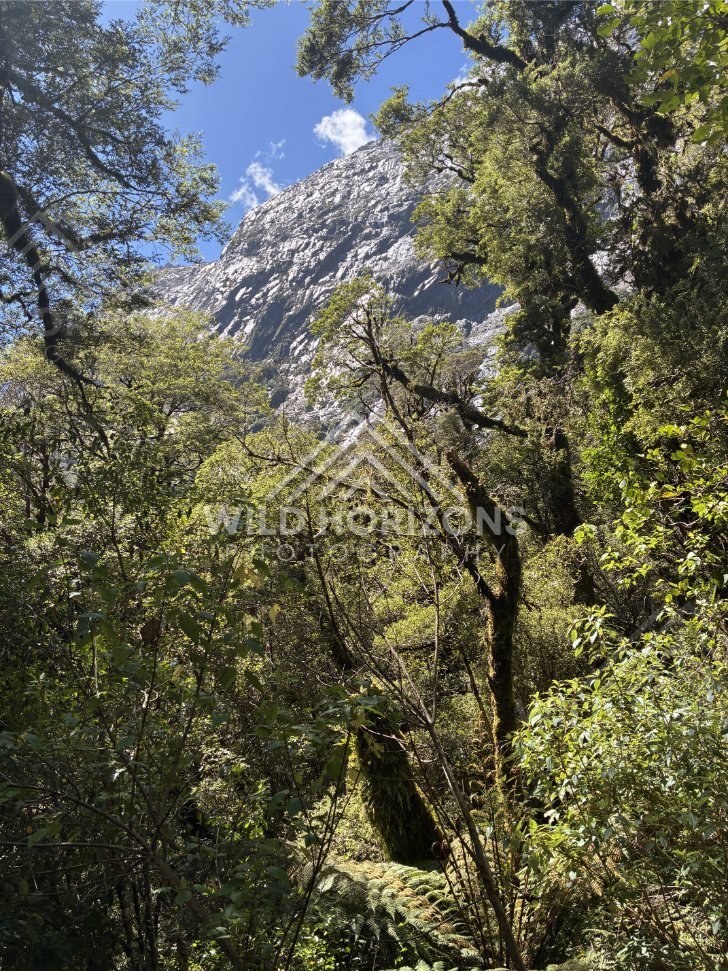 Beech Forest Track Below Snowy Ridge, Milford Road, New Zealand