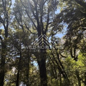 Sunbeams Through Forest Canopy, Milford Road, New Zealand