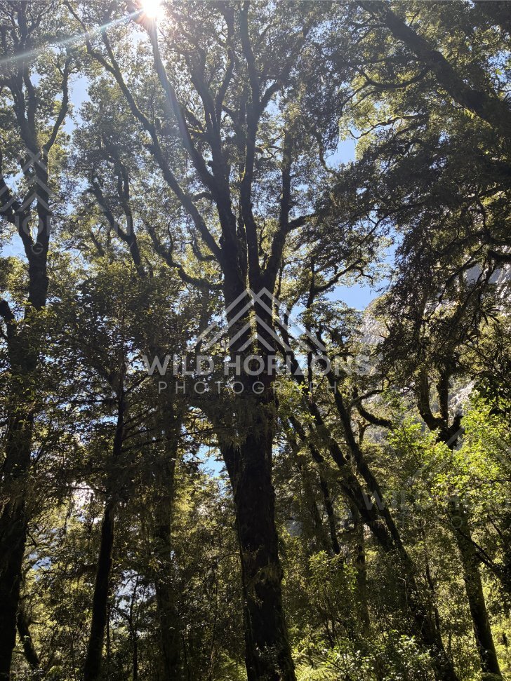 Sunbeams Through Forest Canopy, Milford Road, New Zealand