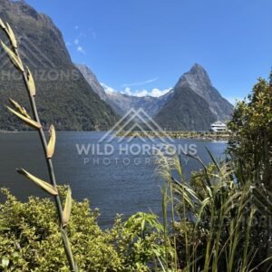 Mitre Peak Framed by Reeds, Milford Sound, New Zealand