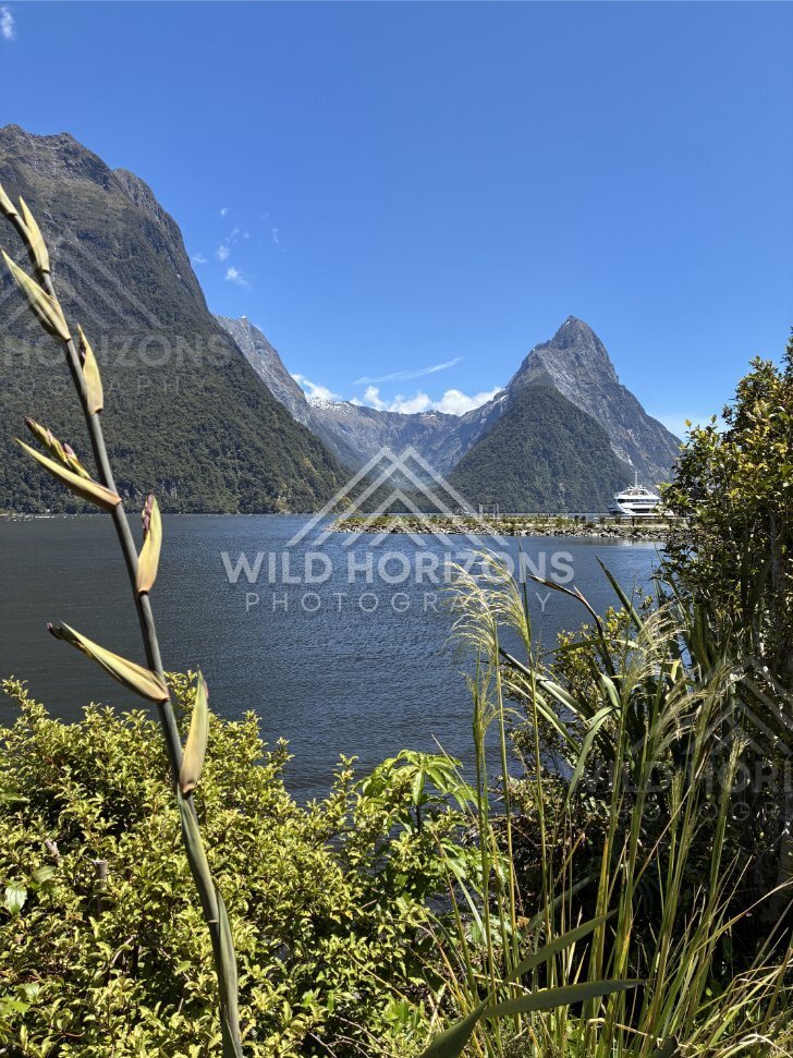 Mitre Peak Framed by Reeds, Milford Sound, New Zealand
