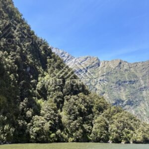 Forested shoreline beneath Fiordland ridges, Milford Sound, New Zealand
